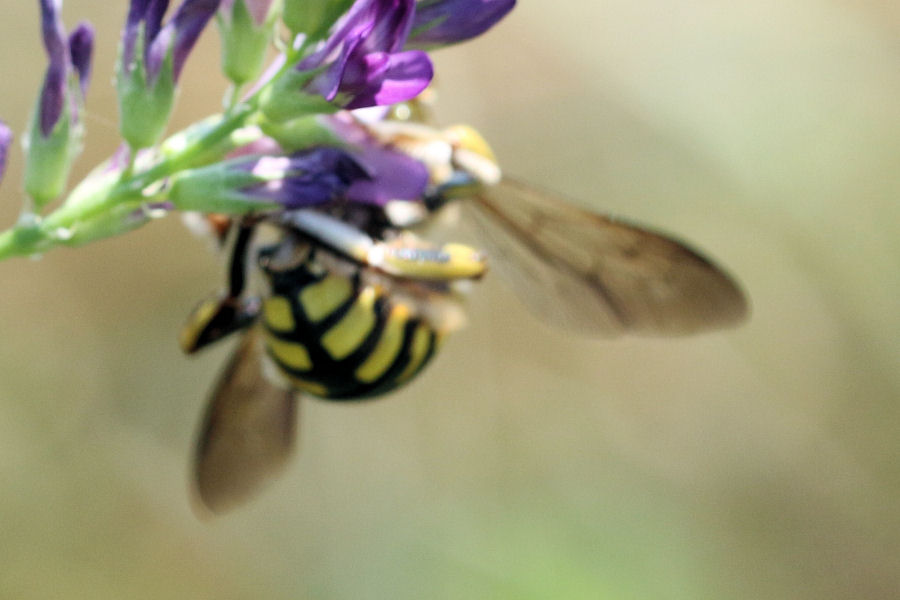 Identificazione Anthidium