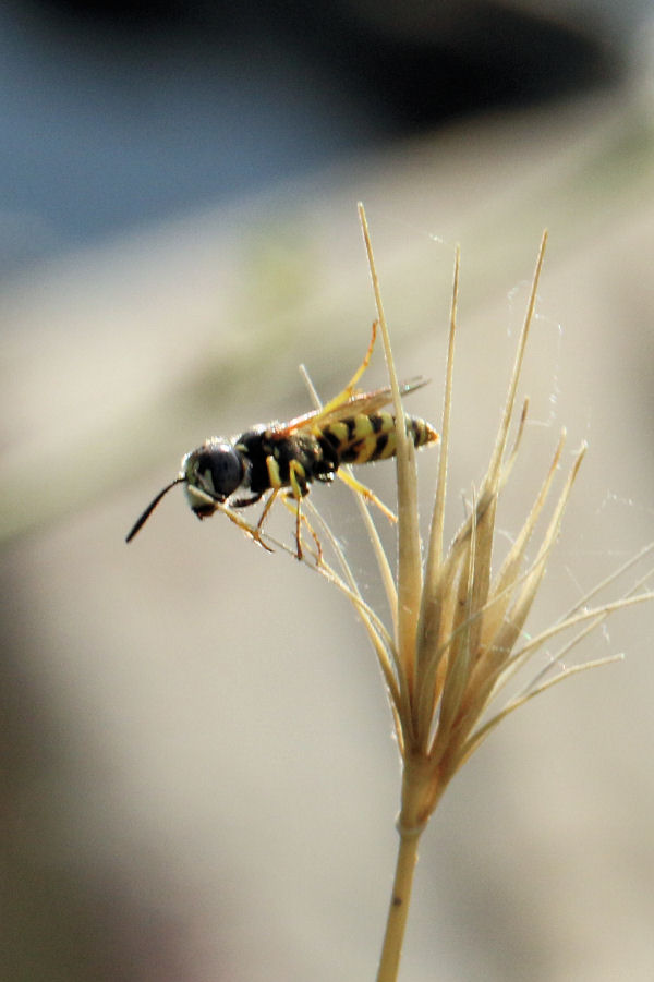 Crabronidae: maschio di Philanthus triangulum