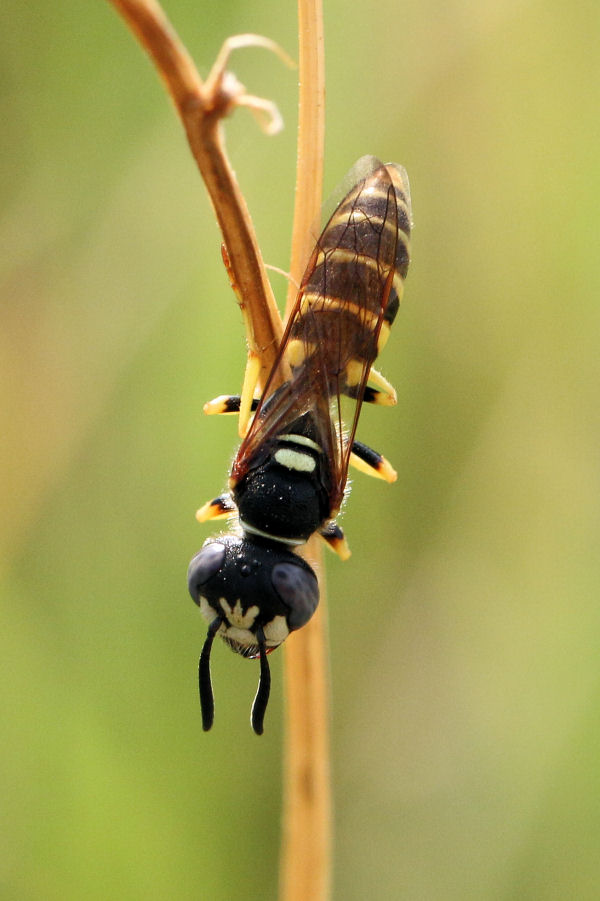 Crabronidae: maschio di Philanthus triangulum