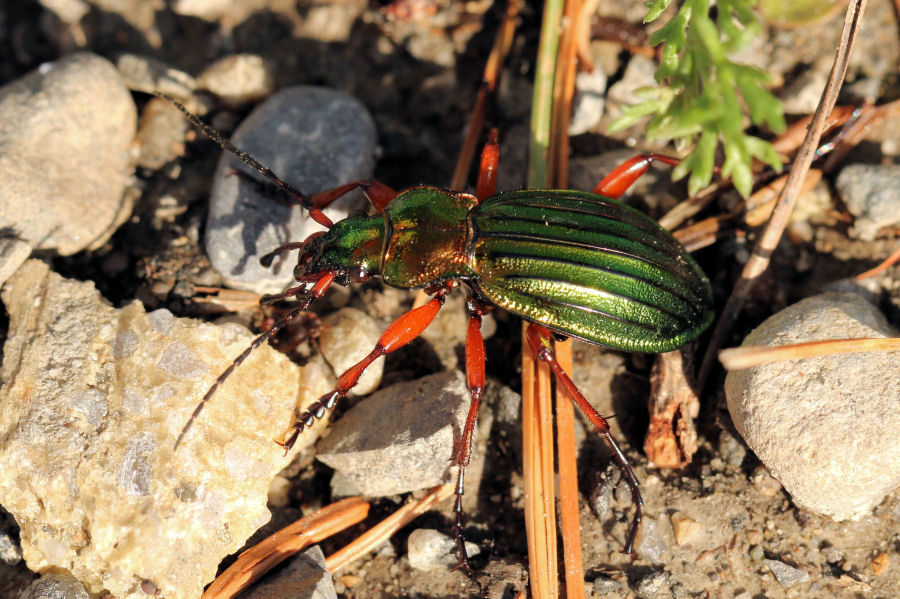 della Svizzera: Carabus auronitens auronitens? S !