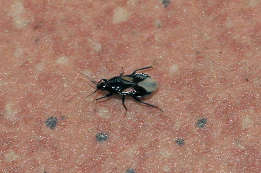 Anthocoridae: Xylocoris obliquus ?  S !