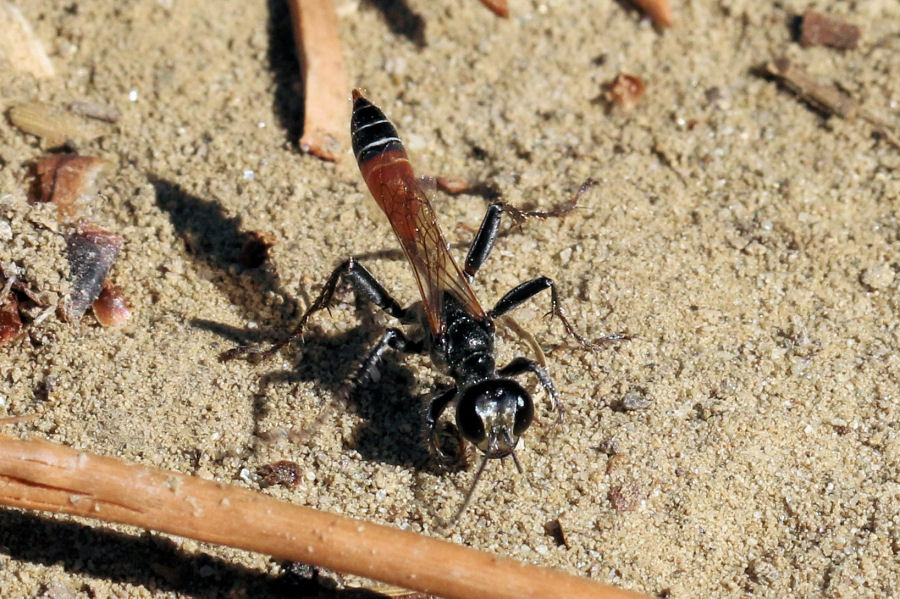 Sphecidae: Prionyx kirbii? No, Prionyx lividocinctus