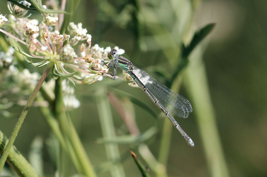 femmina di Coenagrion? no, di di Erythromma viridulum