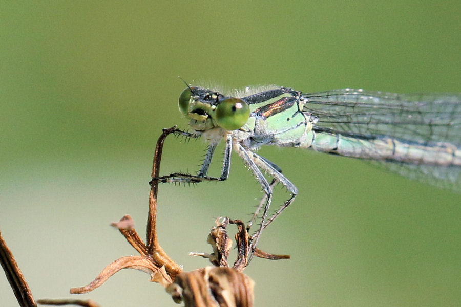 femmina di Coenagrion? no, di di Erythromma viridulum