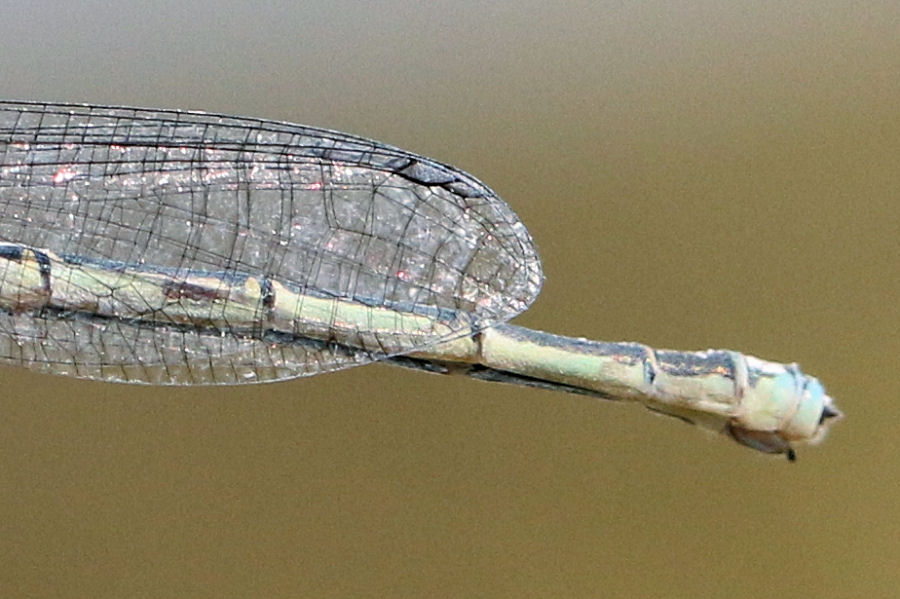 femmina di Coenagrion? no, di di Erythromma viridulum