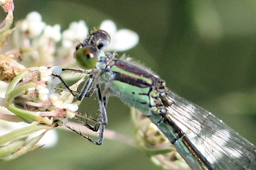 femmina di Coenagrion? no, di di Erythromma viridulum