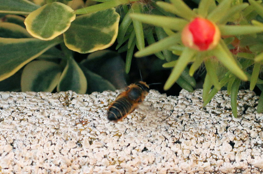 Megachile nidificante nel terreno