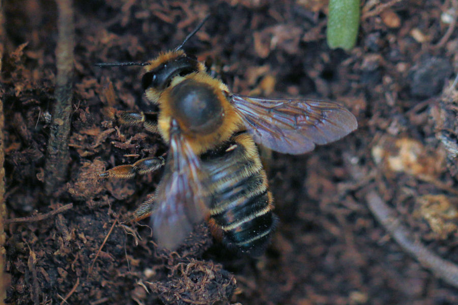Megachile nidificante nel terreno