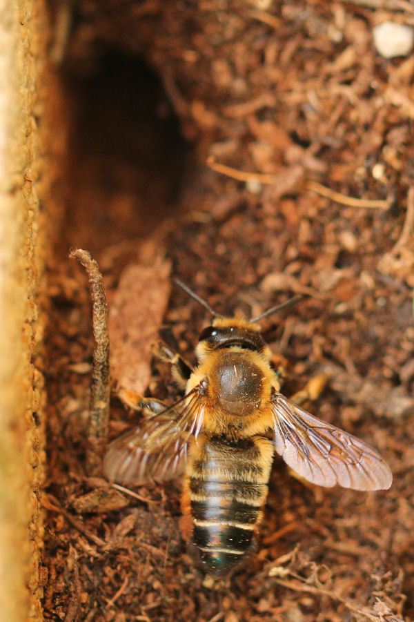 Megachile nidificante nel terreno