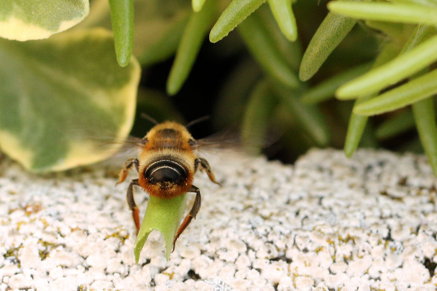 Megachile nidificante nel terreno