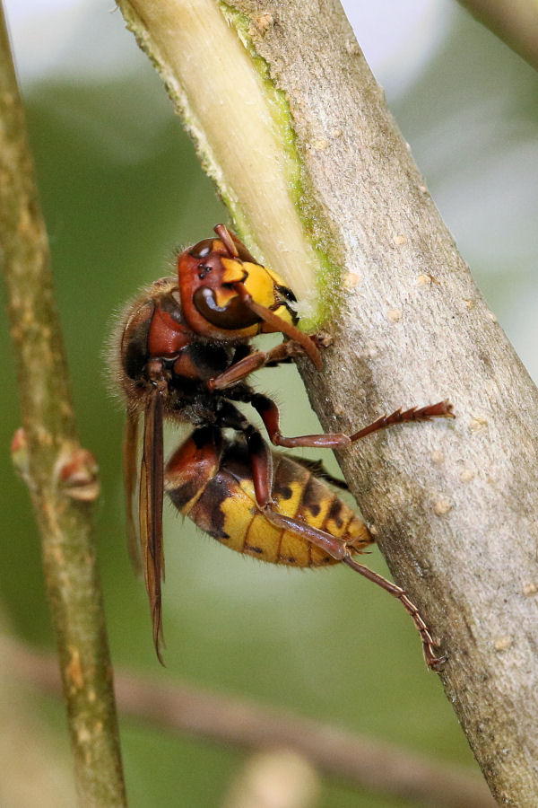 Curiosit su Vespa crabro