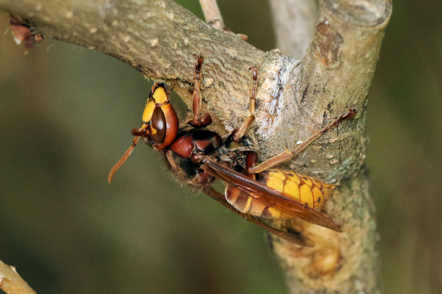 Curiosit su Vespa crabro