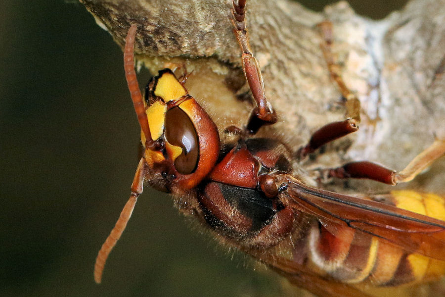 Curiosit su Vespa crabro