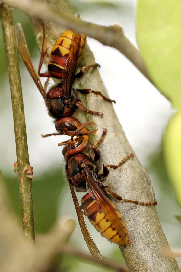 Curiosit su Vespa crabro