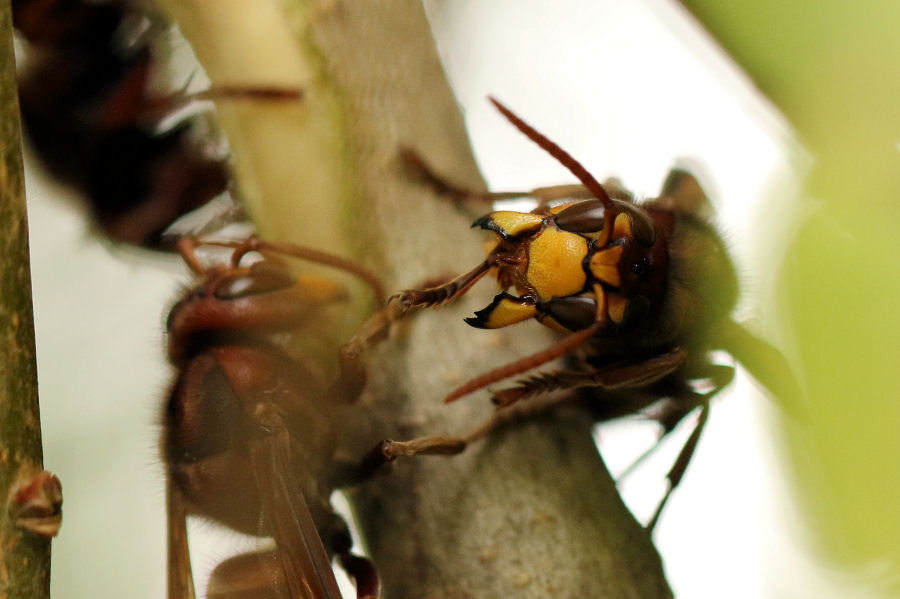 Curiosit su Vespa crabro