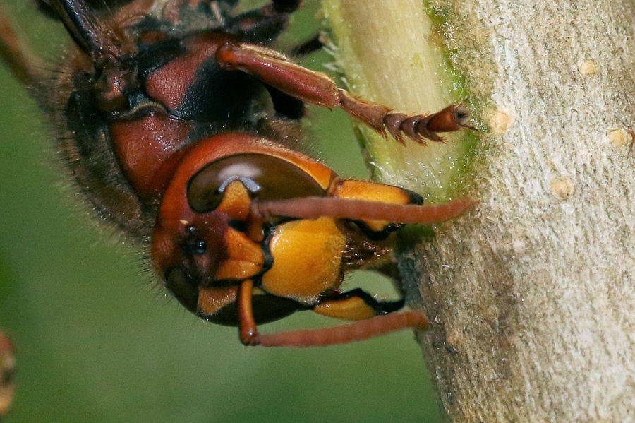 Curiosit su Vespa crabro