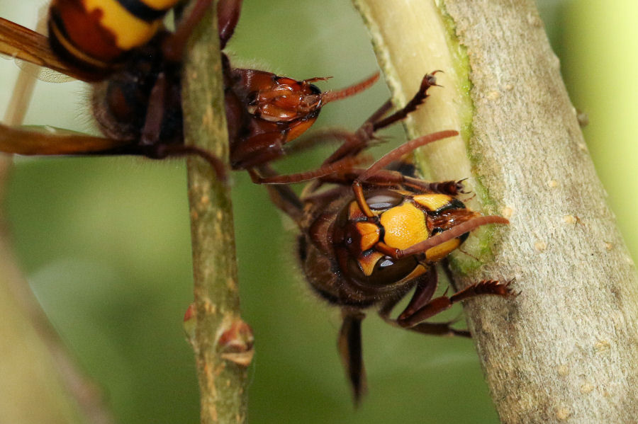 Curiosit su Vespa crabro