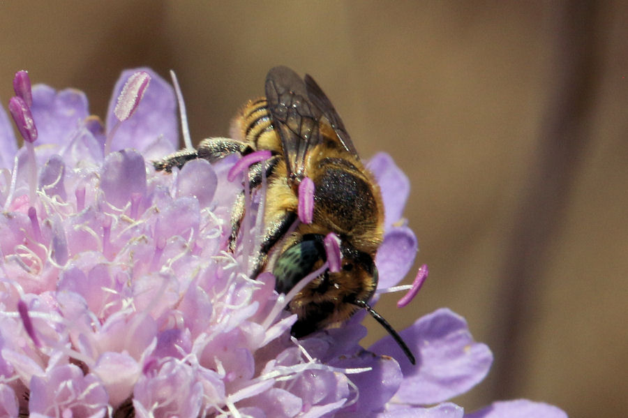 Crabronidae? No, Apidae Megachilinae: Megachile sp.