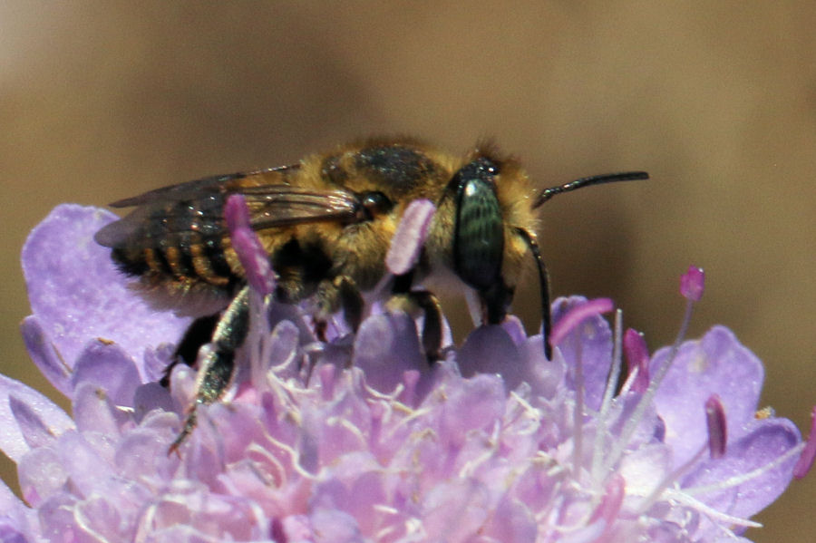 Crabronidae? No, Apidae Megachilinae: Megachile sp.