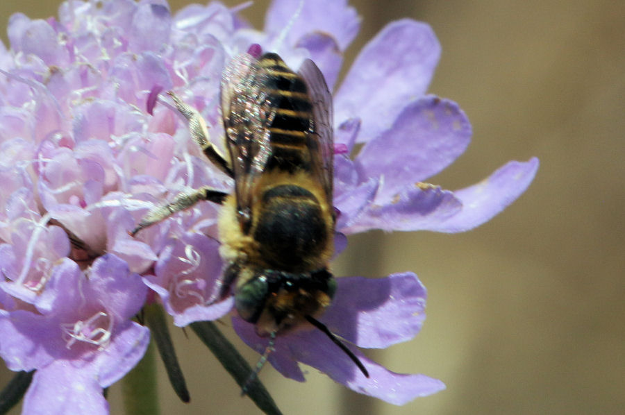 Crabronidae? No, Apidae Megachilinae: Megachile sp.