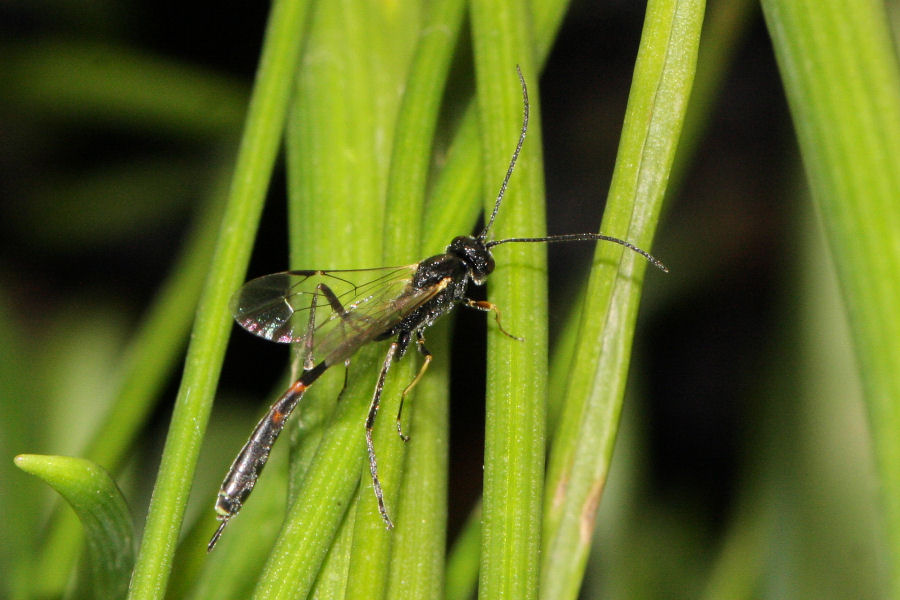 Ichneumonidae Anomaloninae sp.