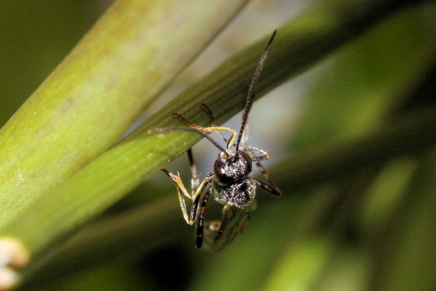 Ichneumonidae Anomaloninae sp.