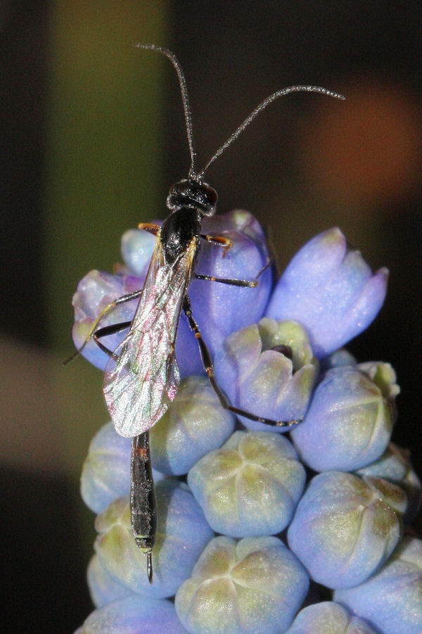 Ichneumonidae Anomaloninae sp.