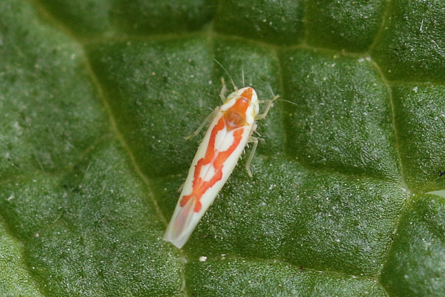 Cicadellidae Typhlocibinae: Zygina discolor