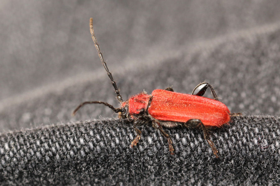 Pyrrhidium sanguineum