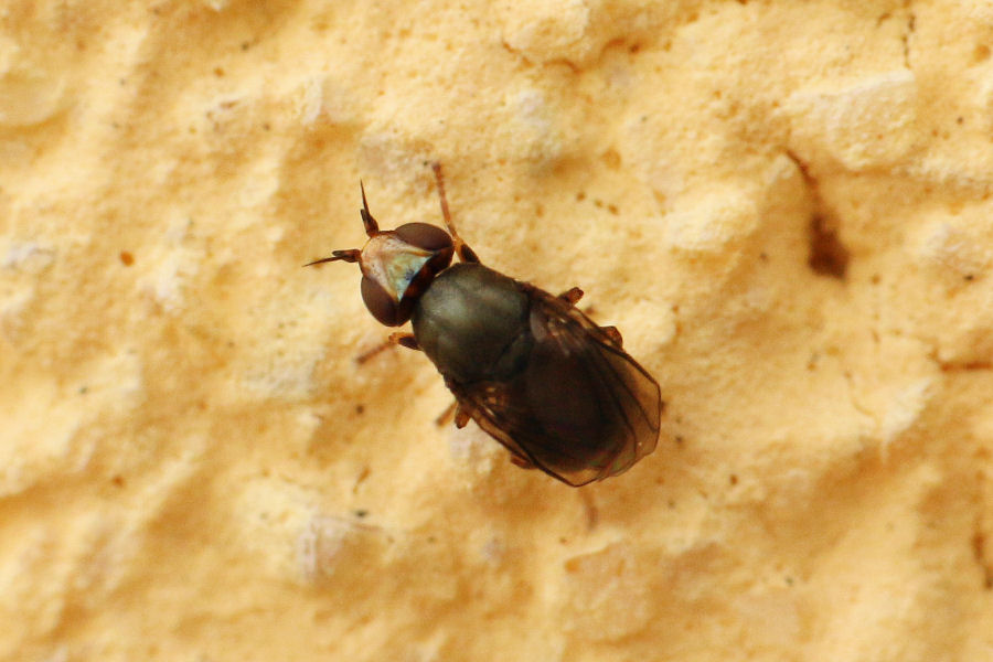 Chloropidae:  Camarota curvipennis