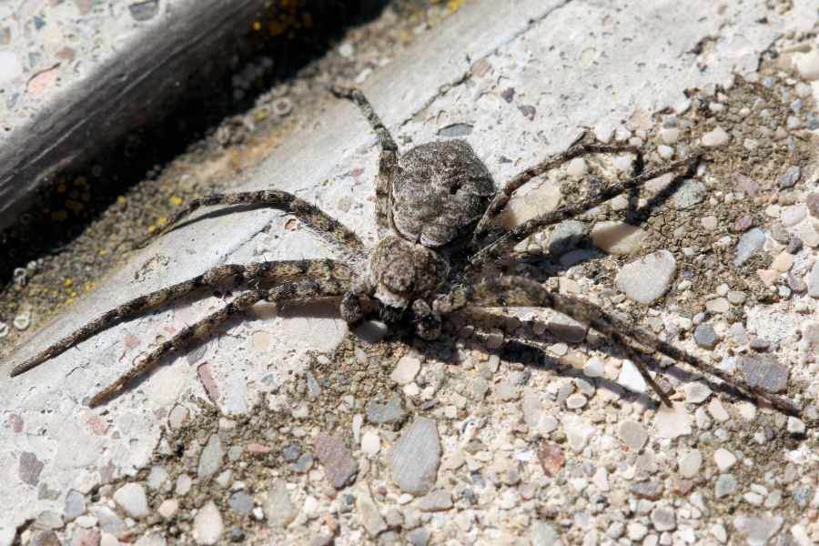 Philodromidae: Philodromus sp. - Castel Maggiore (BO)