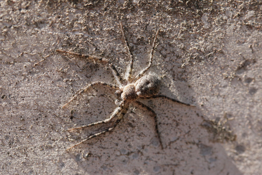 Philodromidae: Philodromus sp. - Castel Maggiore (BO)