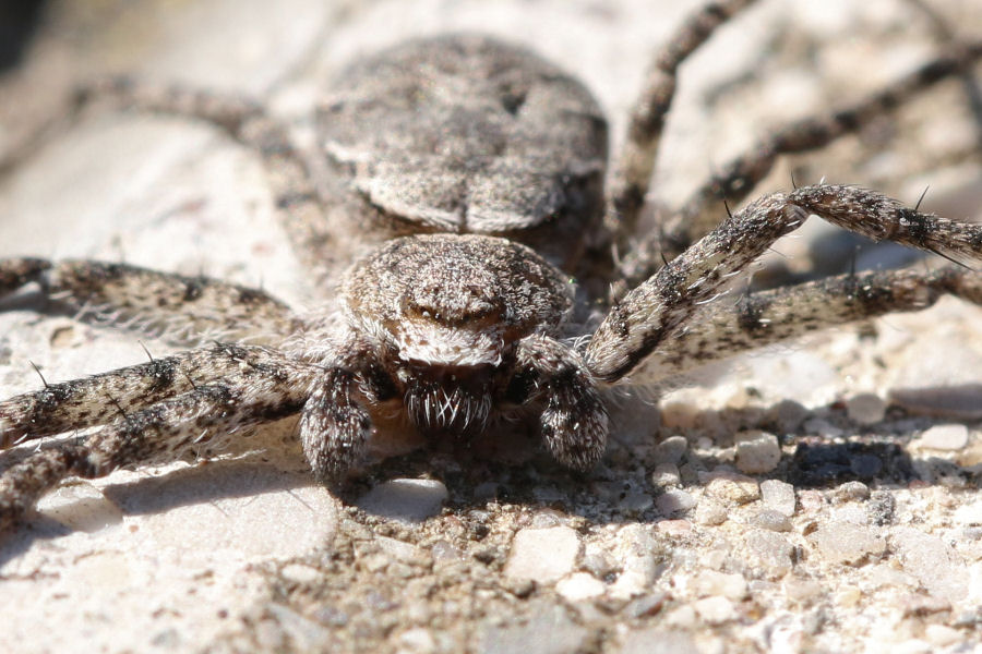 Philodromidae: Philodromus sp. - Castel Maggiore (BO)