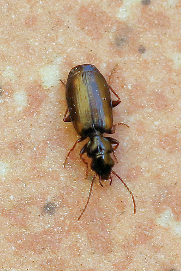 Carabidae: Syntomus obscuroguttatus? S.