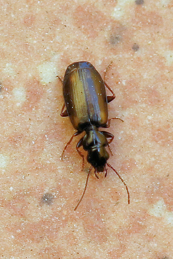 Carabidae: Syntomus obscuroguttatus? S.