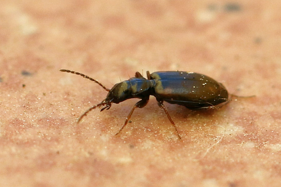 Carabidae: Syntomus obscuroguttatus? S.