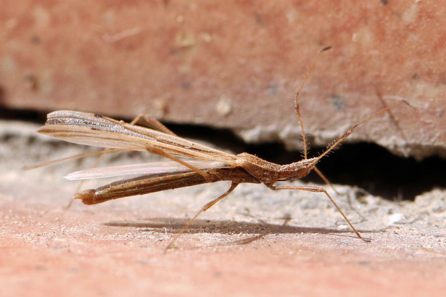 Berytidae: Berytinus hirticornis hirticornis