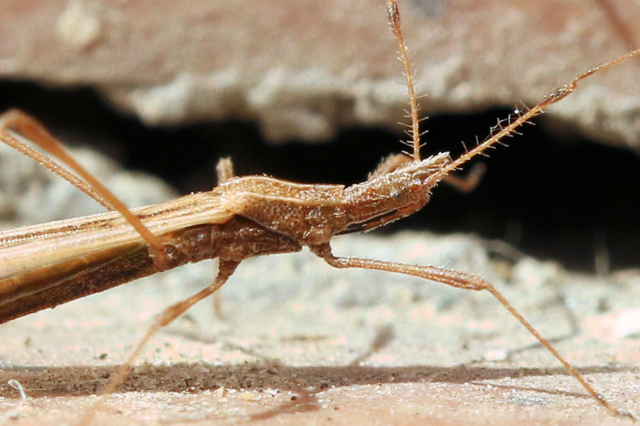 Berytidae: Berytinus hirticornis hirticornis
