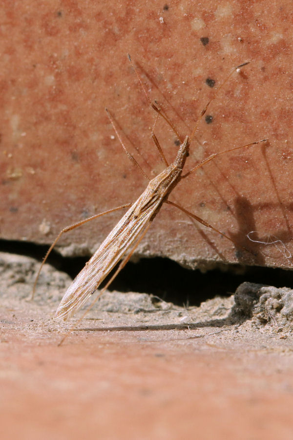 Berytidae: Berytinus hirticornis hirticornis