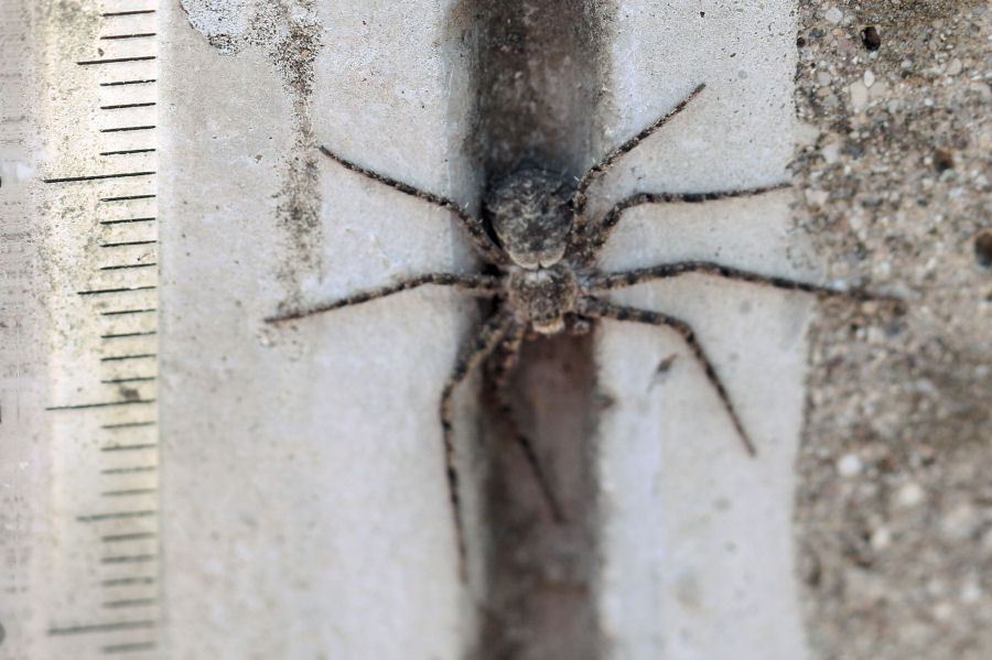 Philodromidae: Philodromus sp. - Castel Maggiore (BO)