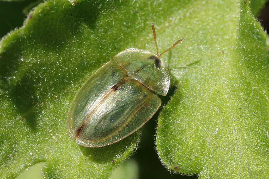 Chrysomelidae: Cassida rubiginosa