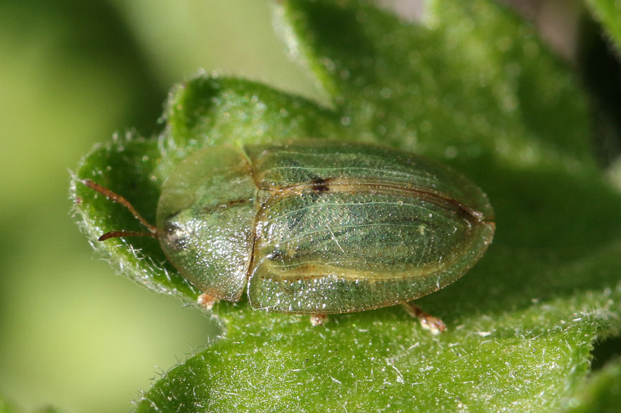 Chrysomelidae: Cassida rubiginosa