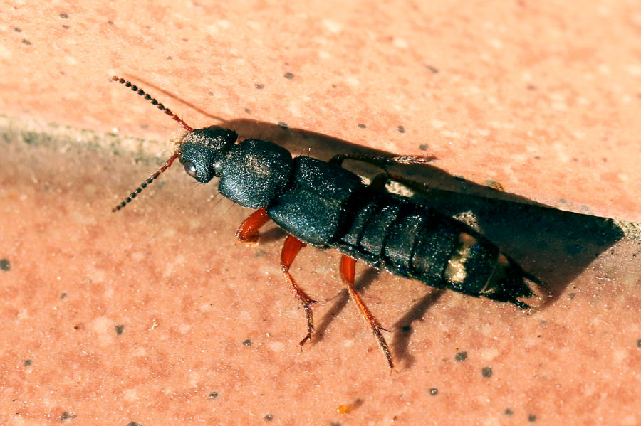 Staphylinidae: Platydracus fulvipes