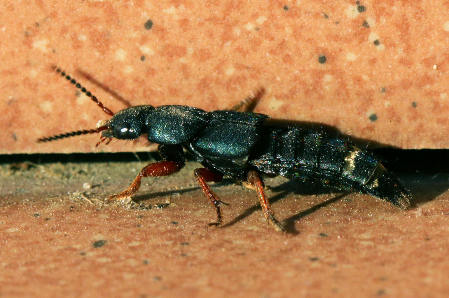 Staphylinidae: Platydracus fulvipes