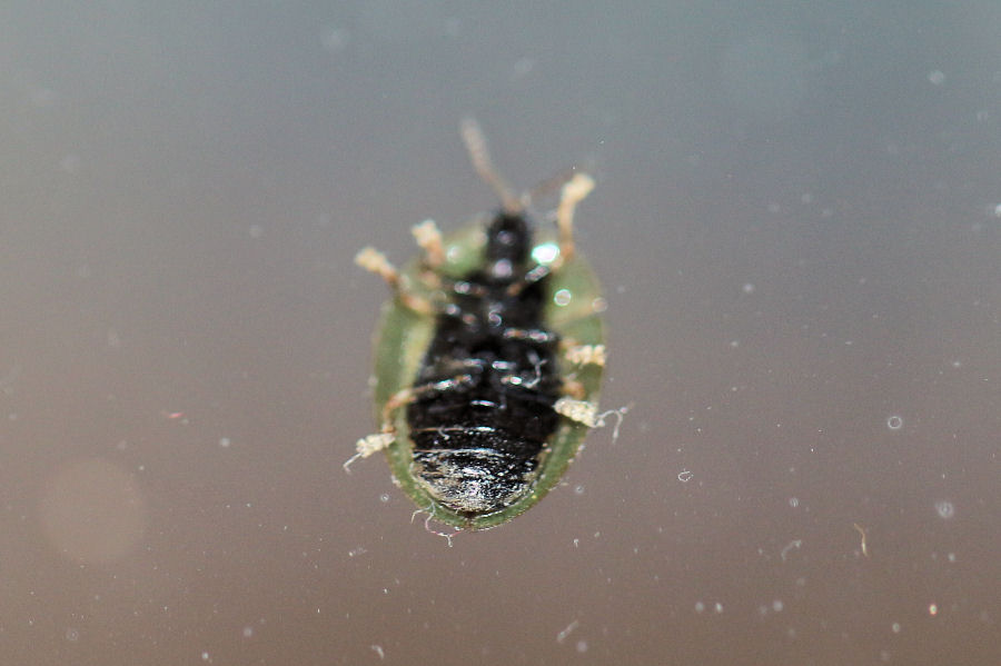 Chrysomelidae: Cassida rubiginosa