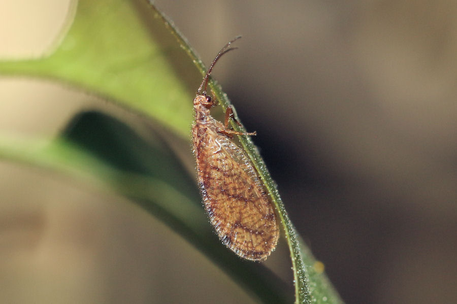 Hemerobiidae: Micromus angulatus