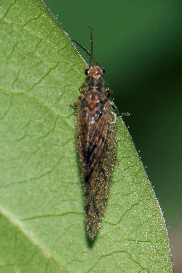 Hemerobiidae: Micromus angulatus