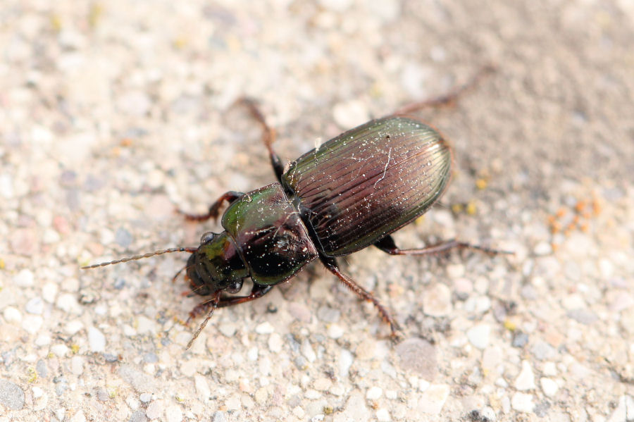 Carabidae: Harpalus distinguendus?  S !