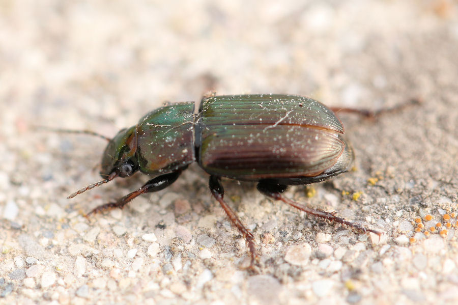 Carabidae: Harpalus distinguendus?  S !