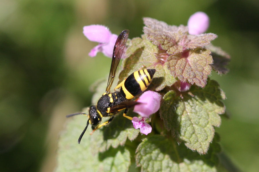 Vespidae Eumeninae:  Ancistrocerus longispinosus